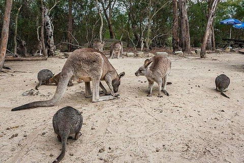 Kangaroo Encounter & Aboriginal Rock Arts Half-Day Trip From Sydney - Accommodation QLD 6