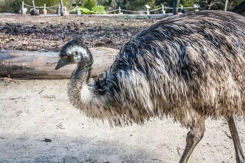 Kangaroo Encounter & Aboriginal Rock Arts Half-Day Trip From Sydney - Accommodation QLD 2