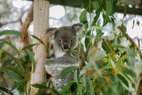 Kangaroo Encounter & Aboriginal Rock Arts Half-Day Trip From Sydney - Accommodation QLD 0