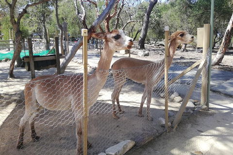 Kangaroo Encounter & Aboriginal Rock Arts Half-Day Trip From Sydney - Accommodation QLD 5