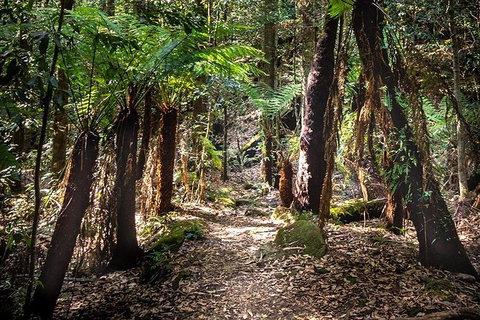 Blue Mountains Secret Places Adventure - Accommodation QLD 1