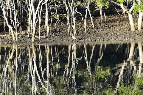 Sunset Eco Rainforest River Cruise - Accommodation QLD 3