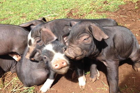 Paddock To Plate Farm Tour And Tasting - Accommodation QLD 9