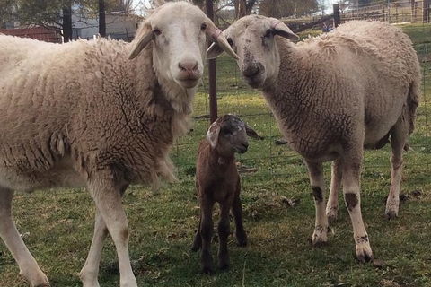 Paddock To Plate Farm Tour And Tasting - Accommodation QLD 7