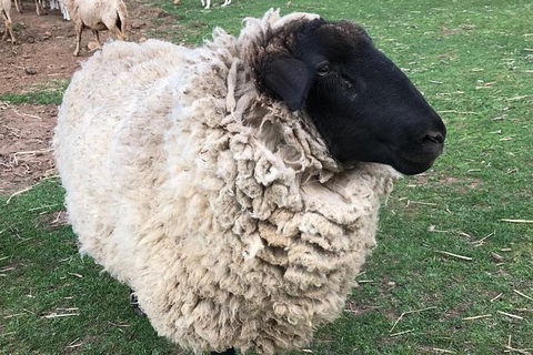 Paddock To Plate Farm Tour And Tasting - Accommodation QLD 3