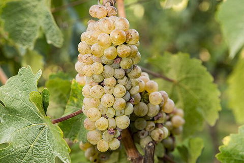 Bathurst Wine Trail Full-Day Private Tour With Tastings - Accommodation QLD 8