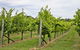 Bathurst Wine Trail Full-Day Private Tour With Tastings - thumb 10