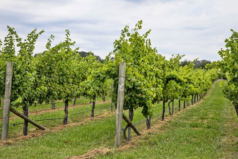 Bathurst Wine Trail Full-Day Private Tour With Tastings - Accommodation QLD 10