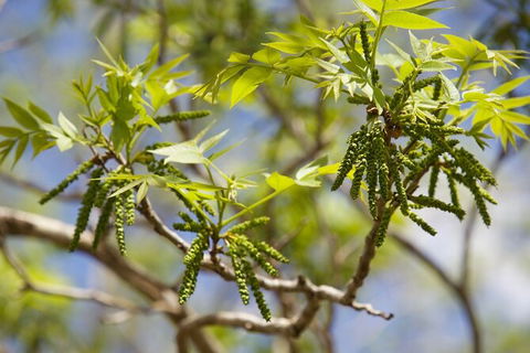 Pecan Farm Tour And Workshop, Byron Bay Hinterland - Accommodation QLD 2