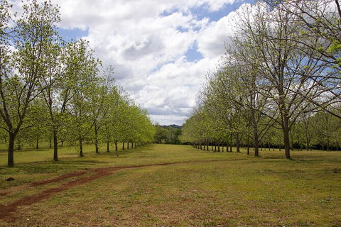 Pecan Farm Tour And Workshop, Byron Bay Hinterland - Accommodation QLD 6