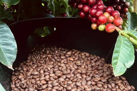 Coffee Farm Tour And Workshop, Byron Bay Hinterland - Accommodation QLD 1