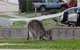 Urban Kangaroos And Pelican Feeding - thumb 3