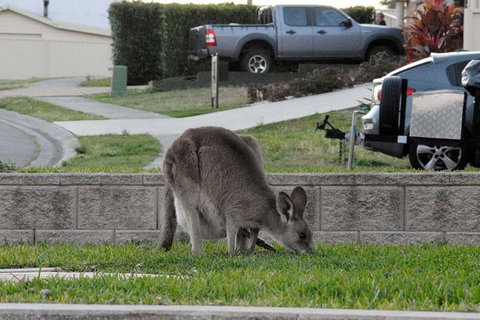 Urban Kangaroos And Pelican Feeding - Accommodation QLD 3