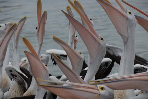 Urban Kangaroos And Pelican Feeding - Accommodation QLD 5