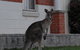 Urban Kangaroos And Pelican Feeding - thumb 0