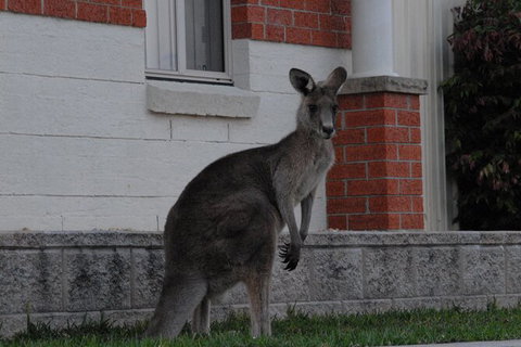 Urban Kangaroos And Pelican Feeding - Accommodation QLD 0