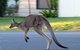 Urban Kangaroos And Pelican Feeding - thumb 1