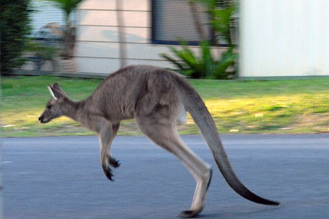 Urban Kangaroos And Pelican Feeding - Accommodation QLD 1