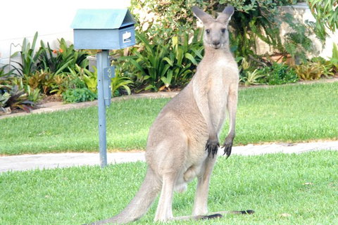 Urban Kangaroos And Pelican Feeding - Accommodation QLD 4