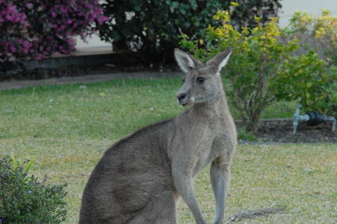 Urban Kangaroos - Accommodation QLD 1