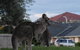 Urban Kangaroos - thumb 4