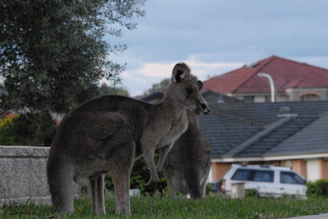 Urban Kangaroos - Accommodation QLD 4