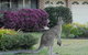 Urban Kangaroos - thumb 0