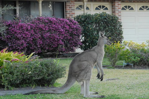 Urban Kangaroos - Accommodation QLD 0
