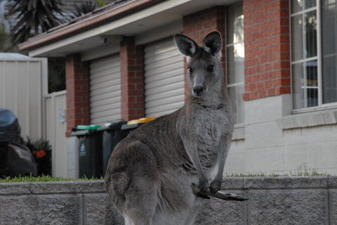 Urban Kangaroos - Accommodation QLD 5