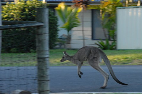 Urban Kangaroos - Accommodation QLD 3