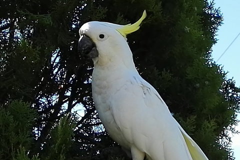 Urban Kangaroos - Accommodation QLD 2