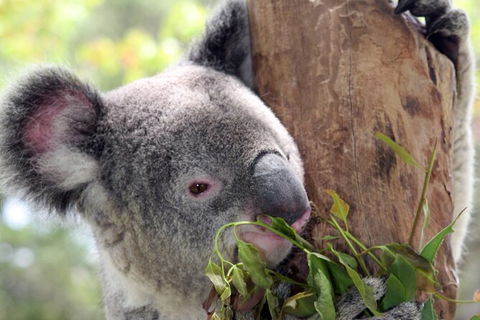 Private 10-hour Tour To Blue Mountains From Sydney - Hotel Pick Up & Drop Off - Accommodation QLD 2