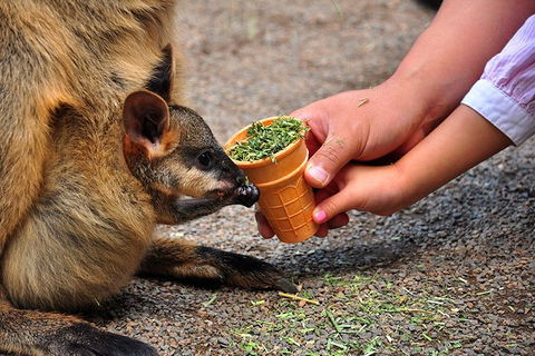 Blue Mountains Highlights & Wildlife Park - Accommodation QLD 3