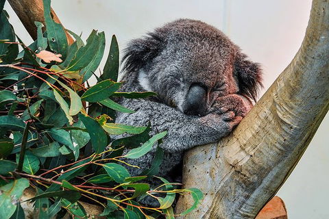Blue Mountains Highlights & Wildlife Park - Accommodation QLD 1