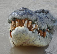 Jumping Crocodile Day Trip from Darwin - Accommodation QLD