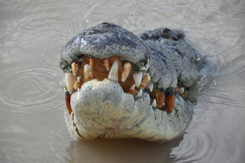 Jumping Crocodile Day Trip From Darwin - Accommodation QLD 0