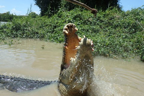Jumping Crocodile Day Trip From Darwin - Accommodation QLD 4