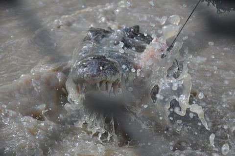 Jumping Crocodile Day Trip From Darwin - Accommodation QLD 1