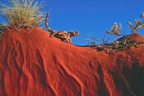 Alice Springs, Uluru Ayers Rock & Kings Canyon 8 Days Touring Package - Accommodation QLD 4