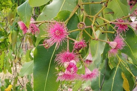 Full-Day Private Guided Tour To Litchfield National Park - Accommodation QLD 5