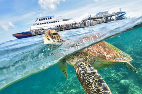 Outer Reef Pontoon Experience From Cairns - Accommodation QLD 0