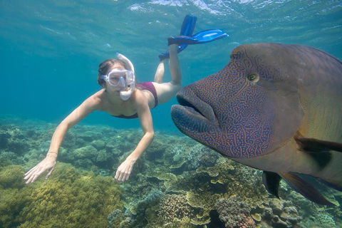 Outer Reef Pontoon Experience From Cairns - Accommodation QLD 5