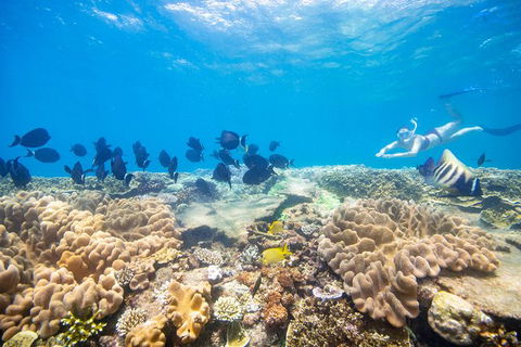 Outer Reef Pontoon Experience From Cairns - Accommodation QLD 2