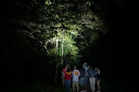 Atherton Tablelands Rain Forest By Night From Cairns - Accommodation QLD 9