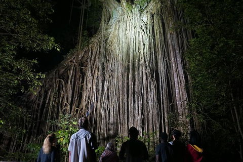 Atherton Tablelands Rain Forest By Night From Cairns - Accommodation QLD 3