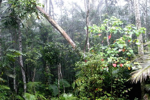 Atherton Tablelands Rain Forest By Night From Cairns - Accommodation QLD 4