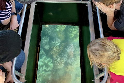 Airlie Beach Glass Bottom Boat Tour - Accommodation QLD 10