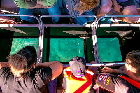 Airlie Beach Glass Bottom Boat Tour - Accommodation QLD 4