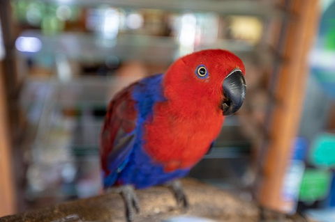 Daintree Rainforest, Cape Tribulation And Bloomfield Track Small Group Tour - Accommodation QLD 14