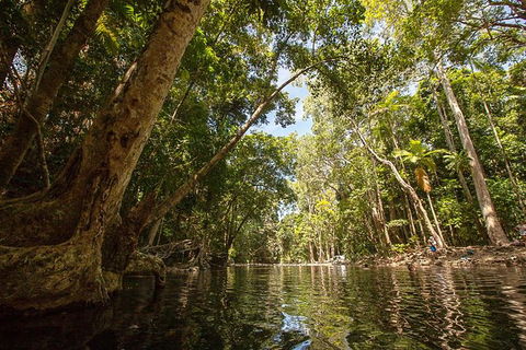 Daintree Rainforest, Cape Tribulation And Bloomfield Track Small Group Tour - Accommodation QLD 7
